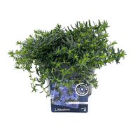 Lithodora diffusa 'heavenly blue' pot 17cm