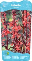 Lobelia cardinalis