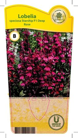 Lobelia spe. 'Starship Deep Rose'