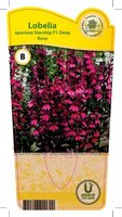 Lobelia spe. 'Starship Deep Rose'