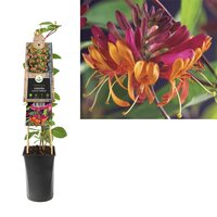 Lonicera hec. 'Goldflame'