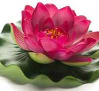 Lotus foam fuchsia 10cm - afbeelding 2