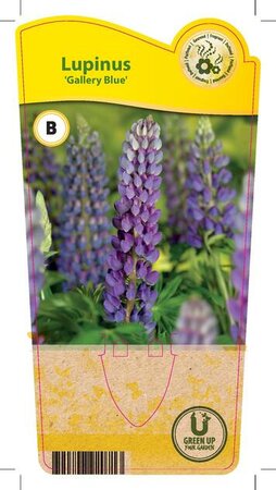 Lupinus 'Gallery Blue'
