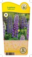 Lupinus 'Gallery Blue'