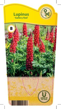 Lupinus 'Gallery Red'