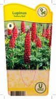 Lupinus 'Gallery Red'