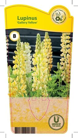 Lupinus 'Gallery Yellow'