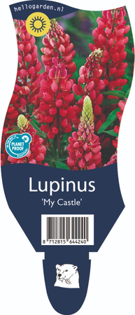 Lupinus 'My Castle'