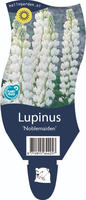 Lupinus 'Noblemaiden'
