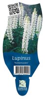 Lupinus 'Noblemaiden' - afbeelding 2