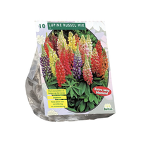 Lupinus russel mix 10st - afbeelding 2