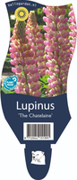 Lupinus 'The Chatelaine'