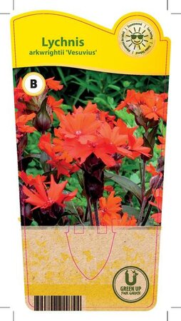 Lychnis arkwrightii 'Vesuvius'