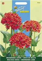 Lychnis chalcedonica brandend 0.25gram - afbeelding 3