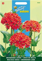 Lychnis chalcedonica brandend 0.25gram - afbeelding 4