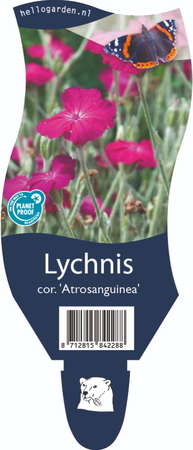 Lychnis coronaria 'Atrosanguinea'
