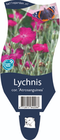 Lychnis coronaria 'Atrosanguinea'