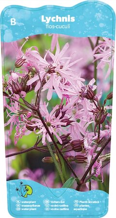 Lychnis flos-cuculi