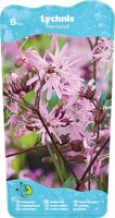 Lychnis flos-cuculi
