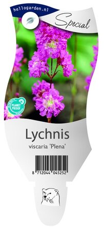 Lychnis vis. 'Plena'