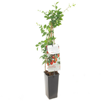 Lycium barbarum gojibes c2 h60cm - afbeelding 2