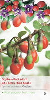 Lycium barbarum gojibes c2 h60cm