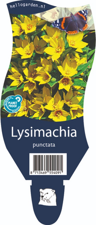 Lysimachia punctata
