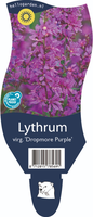 Lythrum sal. 'Dropmore Purple'