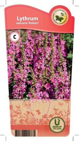 Lythrum sal. 'Robert'