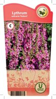 Lythrum sal. 'Robert'