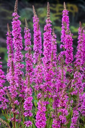 Lythrum salicaria