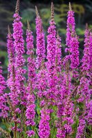 Lythrum salicaria