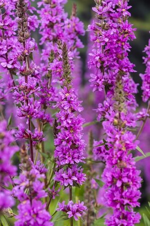 Lythrum salicaria
