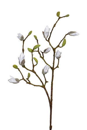 Magnolia knoppen l90cm wit