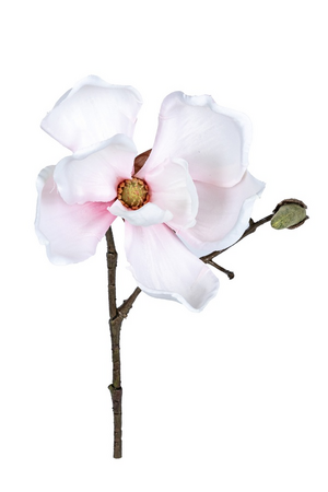Magnoliasteel l25cm creme/roze