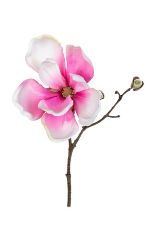 Magnoliasteel l25cm roze
