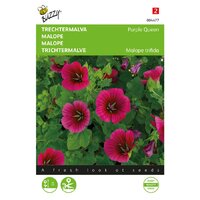 Malope trifida purple queen 1.5g
