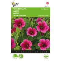 Malope trifida red queen 1.5g