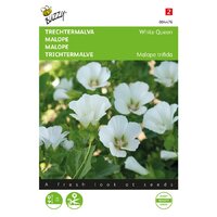 Malope trifida white queen 1.5g