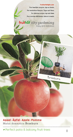 Malus d. 'Braeburn' - afbeelding 1