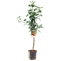 Malus d. 'Cox's Orange Pippin' - afbeelding 2