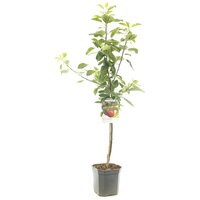 Malus d. 'Cox's Orange Pippin' - afbeelding 3