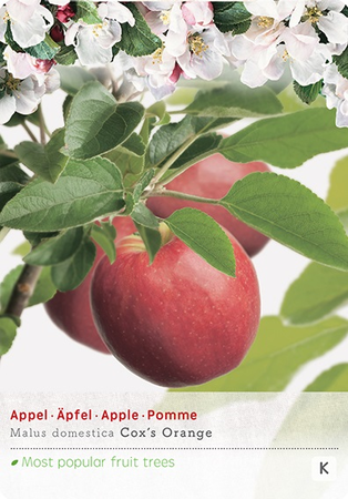 Malus d. 'Cox's Orange Pippin' - afbeelding 1