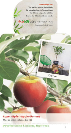 Malus d. 'Elstar' - afbeelding 1