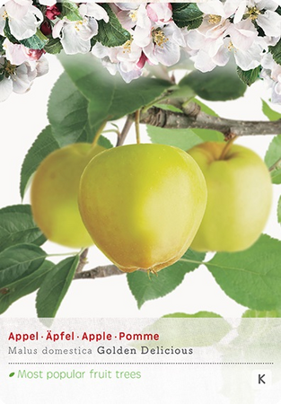 Malus d. 'Golden Delicious' - afbeelding 1