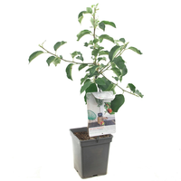 Malus d. 'Rode Jonagold' - afbeelding 2