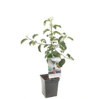 Malus d. 'Rode Jonagold' - afbeelding 3