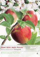 Malus d. 'Rode Jonagold'