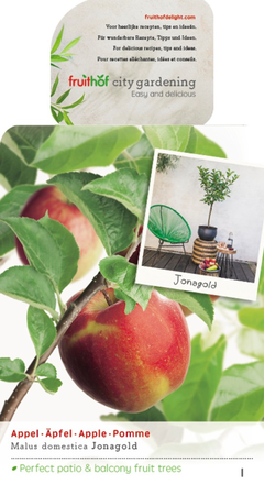 Malus d. 'Rode Jonagold' - afbeelding 1