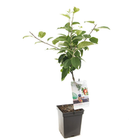 Malus d. 'Summerred' - afbeelding 2